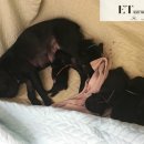 우정앤독스 이미지