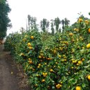 주도리 농장 | [서귀포 직송] 드디어 노지감귤 판매 시작!!