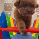 마마스미독펜트하우스 광주애견유치원&애견호텔 본점 이미지