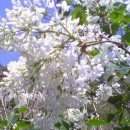 아름다운 그님 이미지