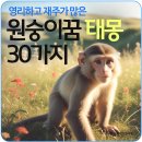 재주많은원숭이