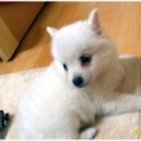 해피 Daum카페