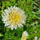 야생화 민박 이미지