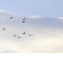 경안천 4 이미지