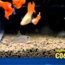 오스테오인 이미지