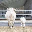 우리가축 인공수정 이미지