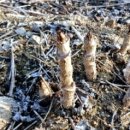 호인농장 이미지