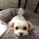 오룡 동물병원 이미지