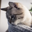 플러스동물의료센터 이미지