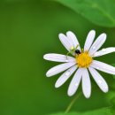 안녕하세요? 야쿠르트 아줌마입니다 이미지