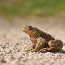 금두꺼비 이미지