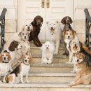 호텔 독스 이미지