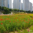 청년떡볶이 이미지