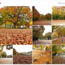 부흥민원봉사실 | 단풍 여행지 추천:) 괴산 백봉초등학교 추천합니다.