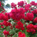 산책길에 이미지