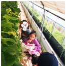 양홍일 농장 | {나주딸기체험후기/로잔발레필라테스} 로잔만의 특별 체험★딸기체험★나주 설향 딸기농장과 함께~♥