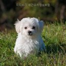 퍼피트리 네이버블로그