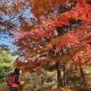 광진구 아차산 단풍 이미지