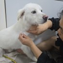 사랑할~개 이미지