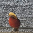 금계농장 이미지