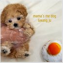 광주강아지분양 애견분양 마마스미독 광주점 이미지