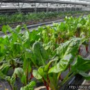 대실농장 이미지