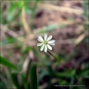 들꽃편지 이미지