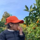 엄지농장 | 제주. 제주시. 제주 보메와산 감귤체험농장. 대만족후기
