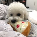 펫클럽압구정 | 강남 강아지용품점 무인애견샵이 대세! 펫클럽 압구정로데오점