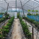 버드네농장 이미지