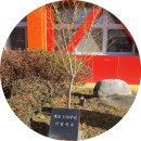 미원초등학교 | [경기 가평 - 미원초등학교] 크롬북 납품 후기💻