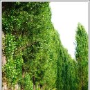 미루나무 이미지