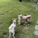 그루그루