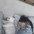 홍익반점 | [일상] 시간아 왜이리 빠르니 ~