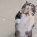 이개내고양이 이미지