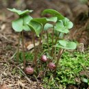 제주각시 이미지