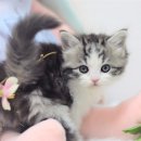 부산고양이분양 그린캣 이미지