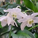 유카리스 이미지