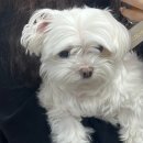 다녀오개습니다 이미지