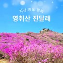 제32회 여수영취산진달래축제 | 영취산 진달래 개화 상태｜축제 당일 다녀온 산행 후기