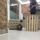 서공동물병원 이미지