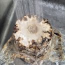 드림농장 | 버섯키우기 집에서 시작한 표고버섯키우기 드림버섯농장 버섯재배키트 후기