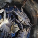 장삼포민박 | [안면도] 꽃지해수욕장 튜울립박람회 방포항 안면도자연휴양림 장삼포해수욕장 안면도일박여행