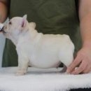 넥서스켄넬 이미지