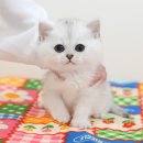 인천 강아지분양 고양이분양 미유펫 이미지