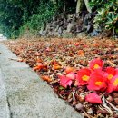 위미동백군락 이미지