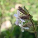 신흥목장 이미지