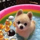 멍멍왈왈 이미지