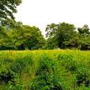 선운사의추억 이미지