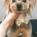 꼬맹이그루밍 이미지